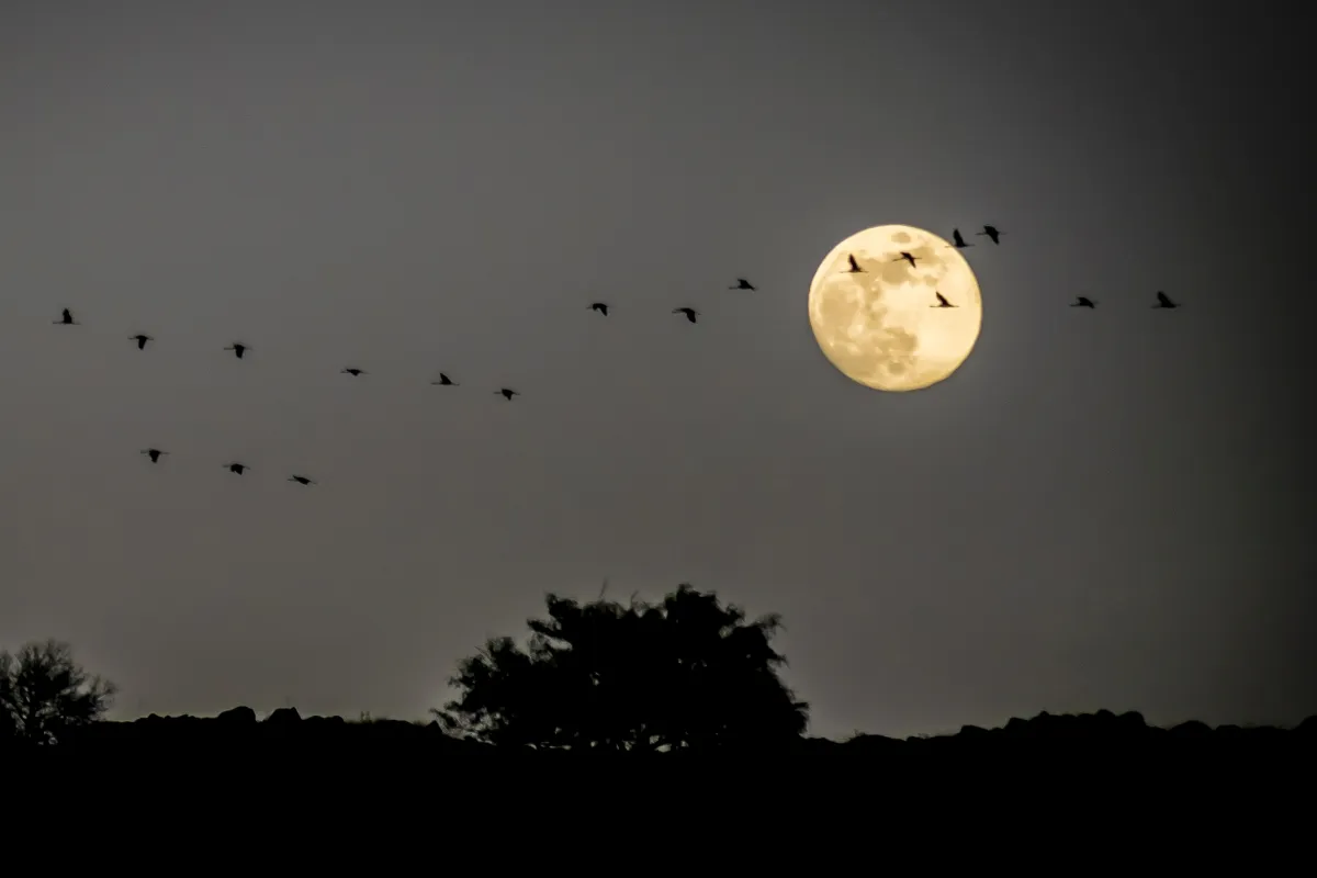 Full moon above a silhouetted tree line and a flock of birds
